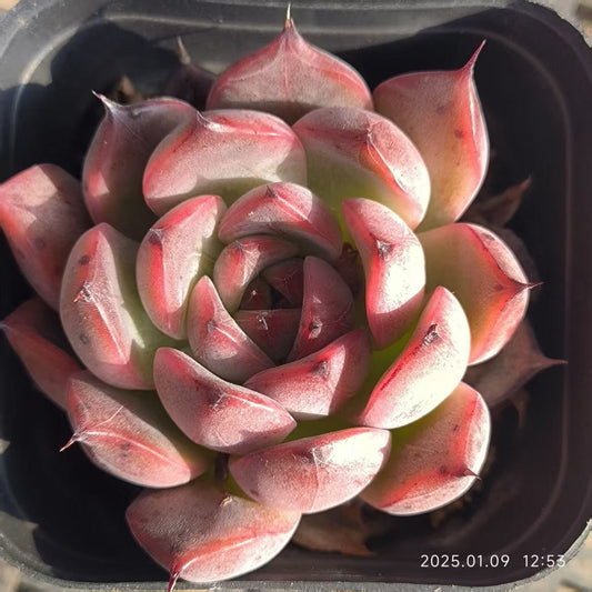 GR375 ノマ(6.5cm pot)