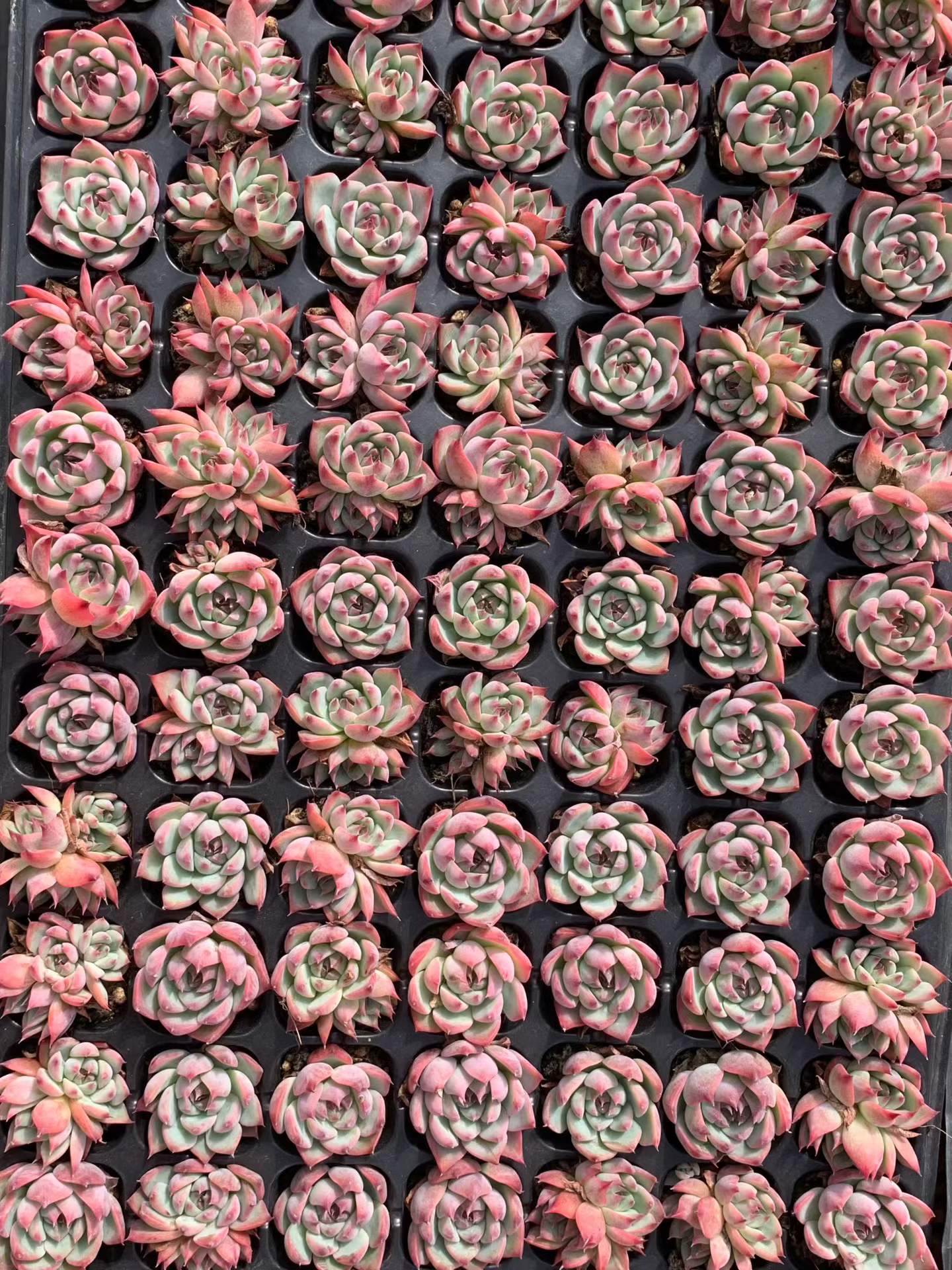 プラグトレー苗一覧 – Top Succulent®