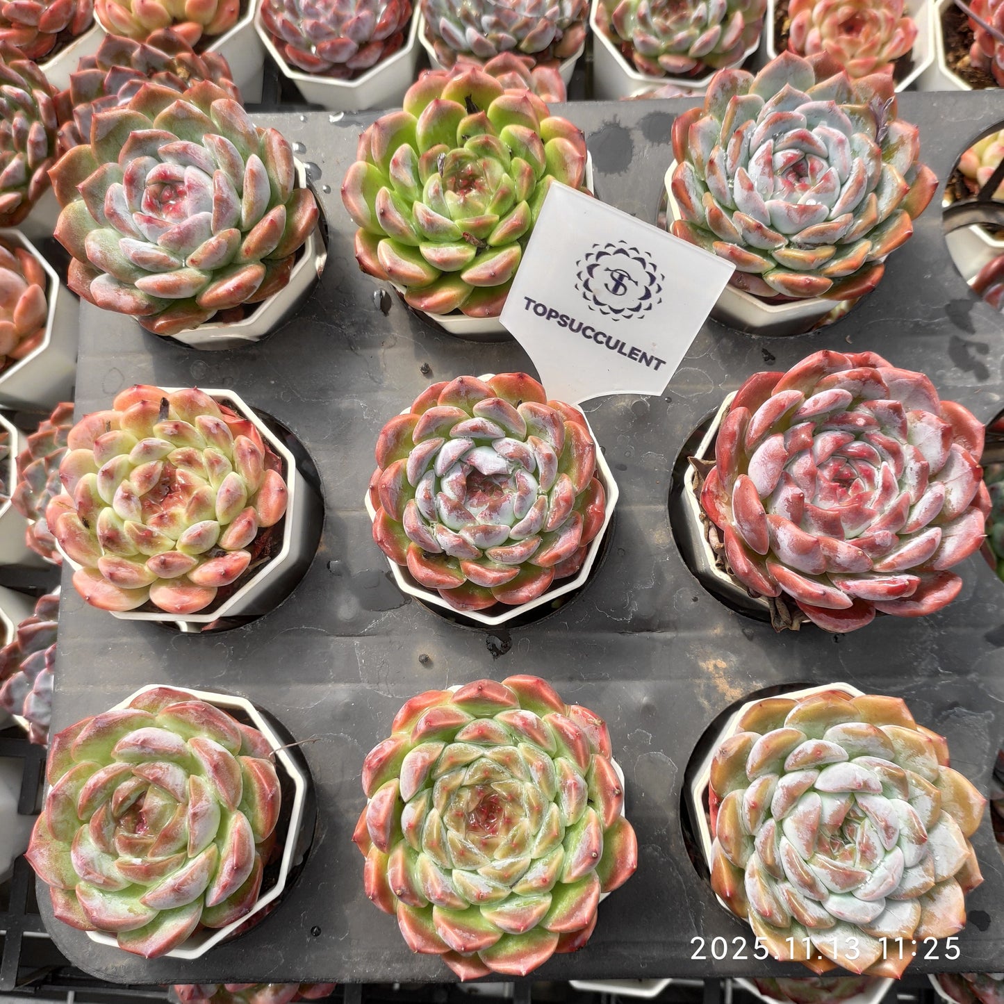 22435  アイススピリットhyb（7cm pot）