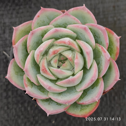 MMT803 シルエット （5.5cm pot）