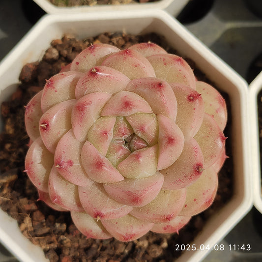 WWA308 エッジ (7cm pot)