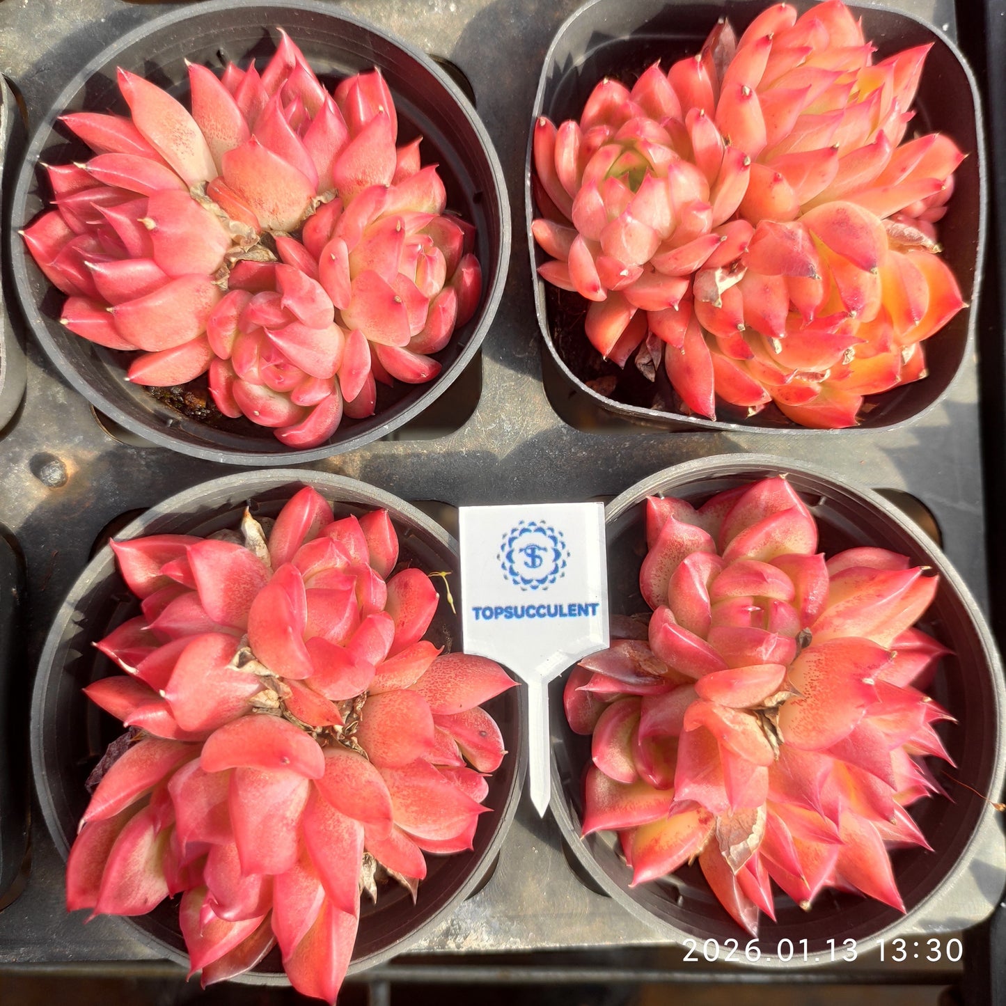 24661 フラワーソング