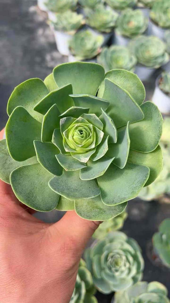 26525 アエオニウム　グリノービア