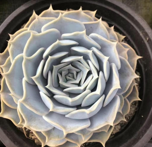 BL1708 ルシーナ（18cm）