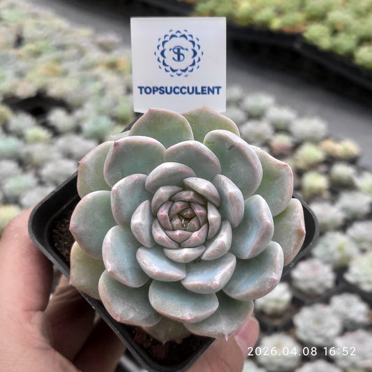 361390 グリーン ライト