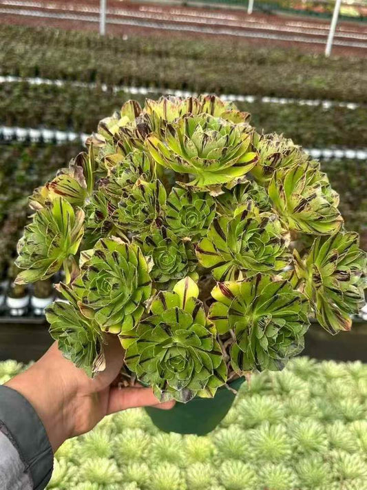 263631 ジェイド ファイア