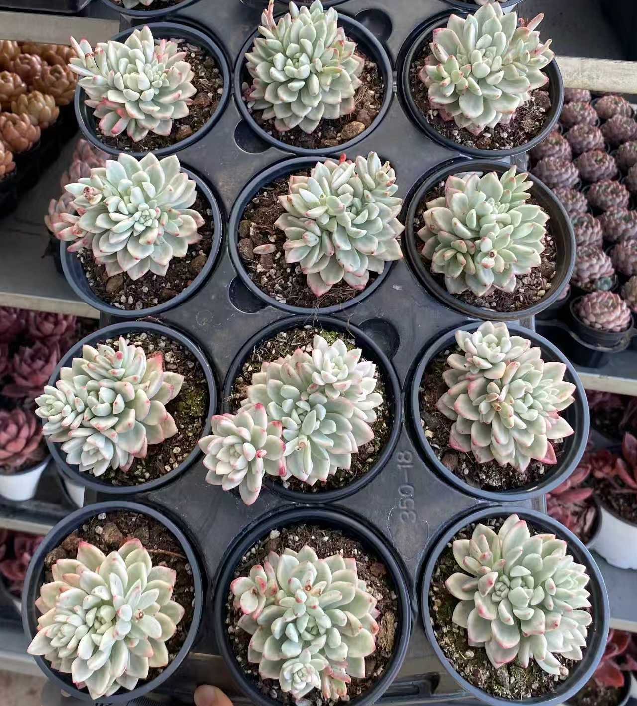 精選 単頭 20260514 – Top Succulent®