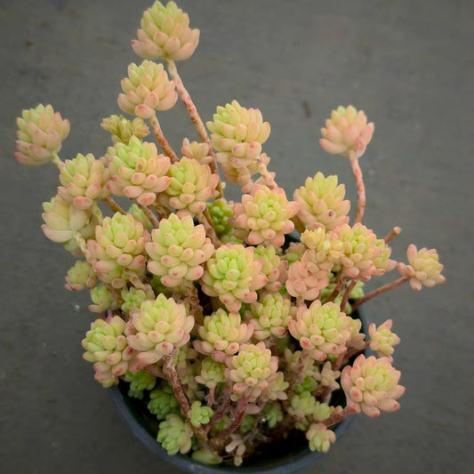 25698 レッドベリー Hyb