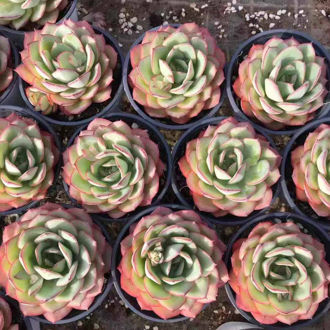 265117 モダンジェオン