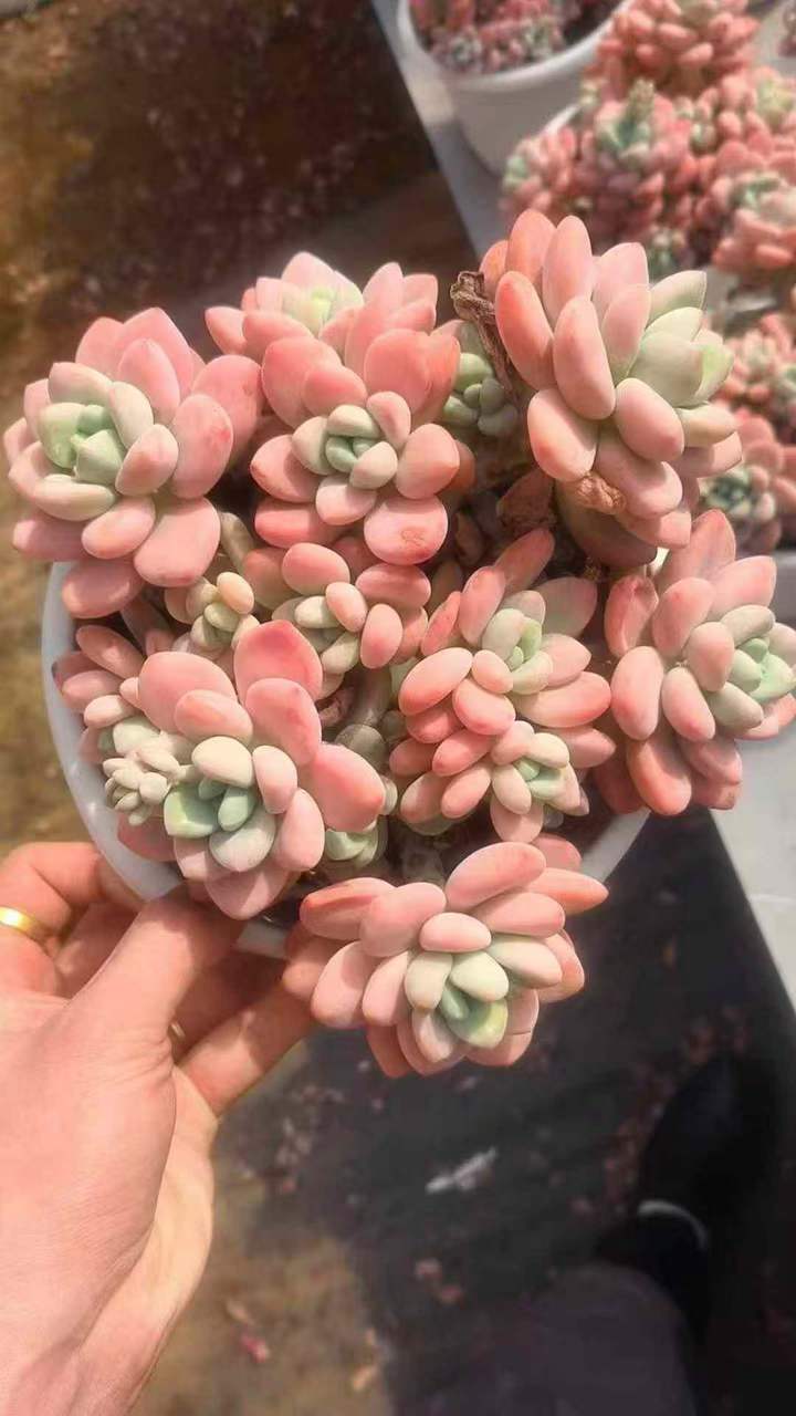 26566 レジェンド