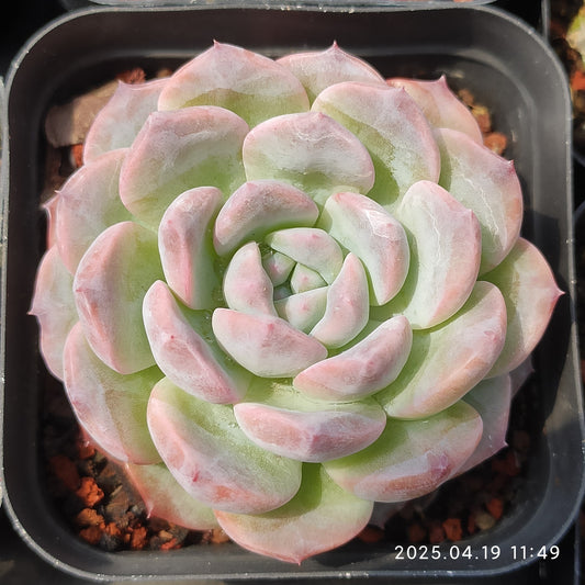 ZZA235 パープル　リング(7cm pot)