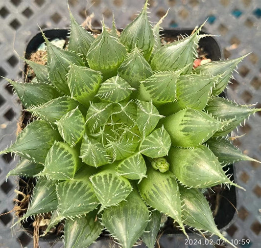 7419 ムルチフオリア