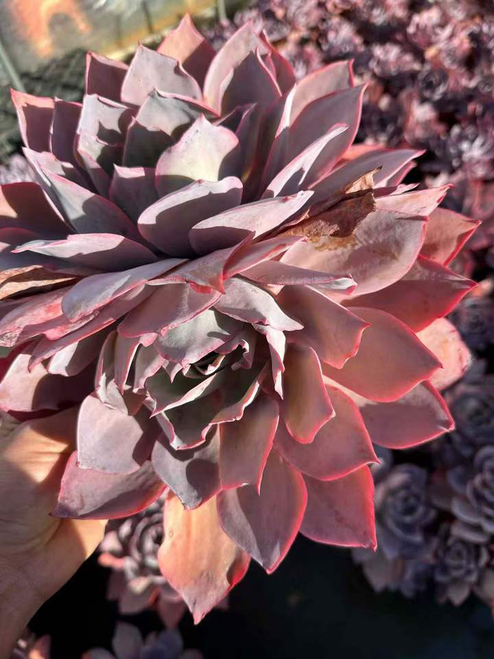 26574 アフターグロー