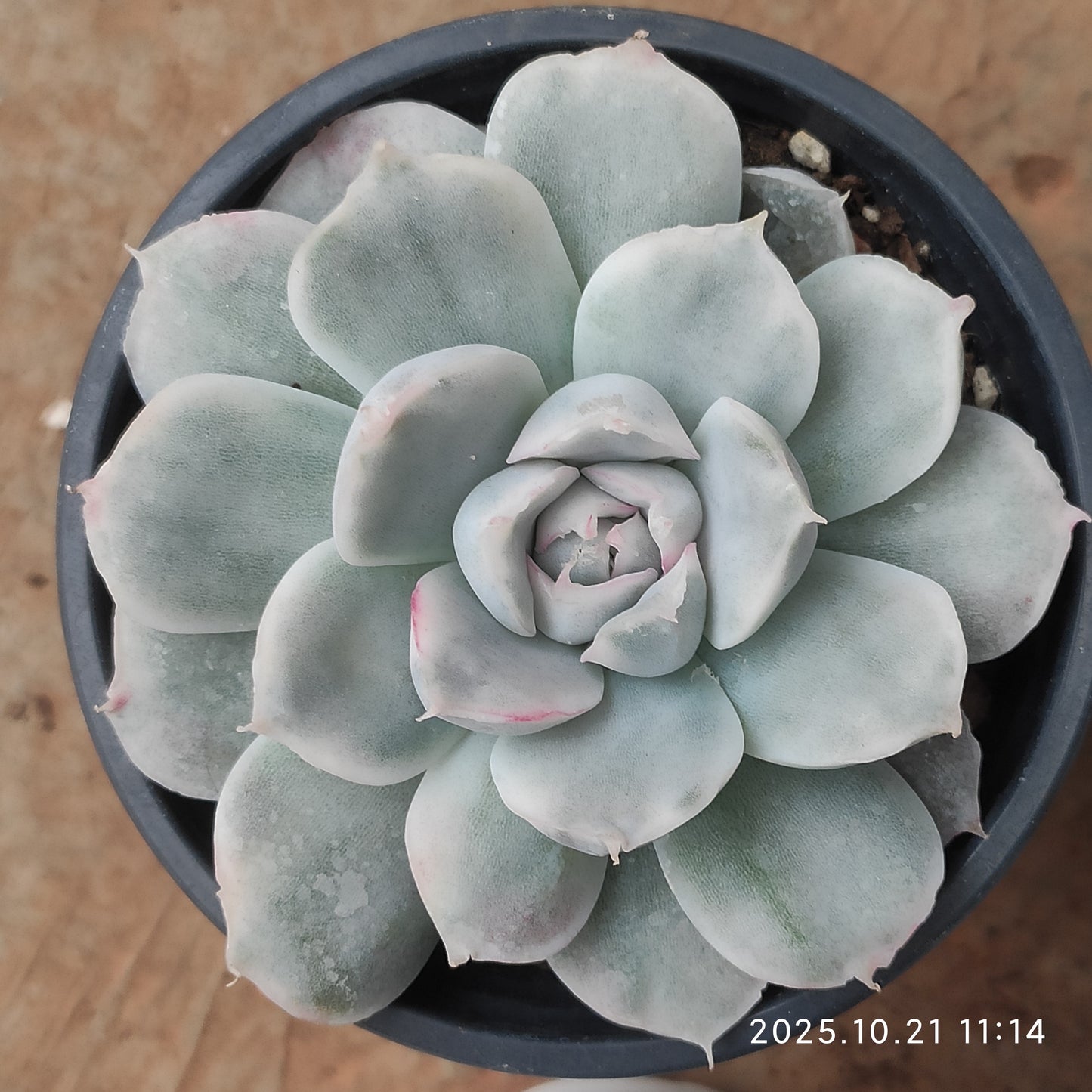MMY1059 シンプソン錦（9cm pot）