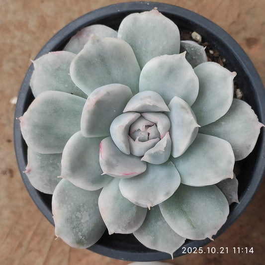 MMY1059 シンプソン錦（9cm pot）