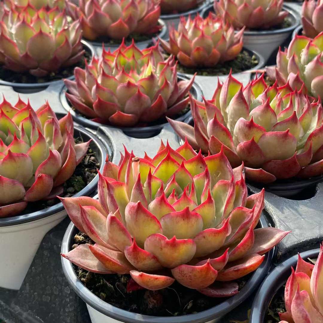 26297 クリムゾンスプライト