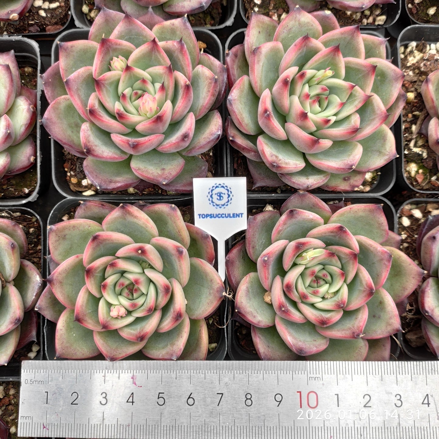 22276 ファイヤーピラー