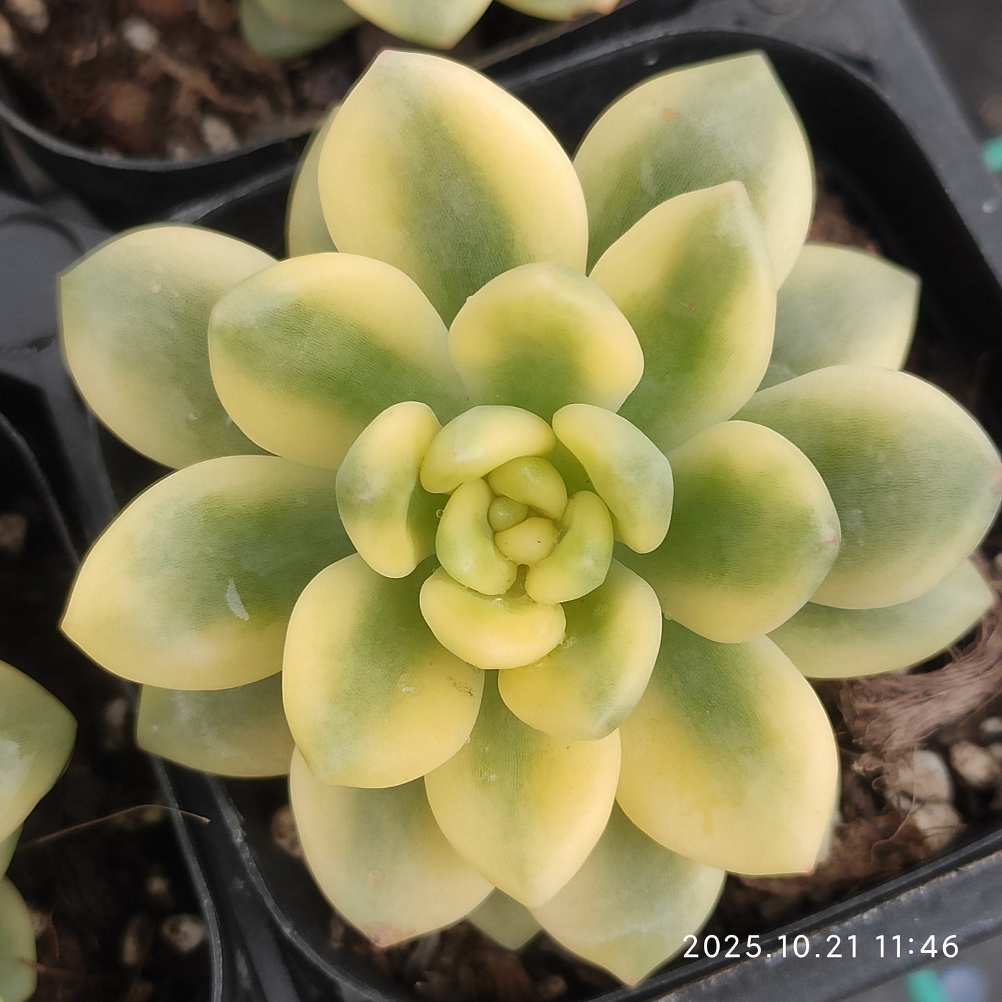 MMY952 セダム　クラバタム錦（6.3cm pot）