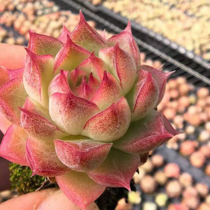 23477 クイーンHyb（3cm pot）