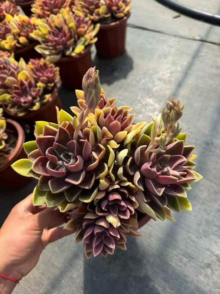 263211 ジョーンズ