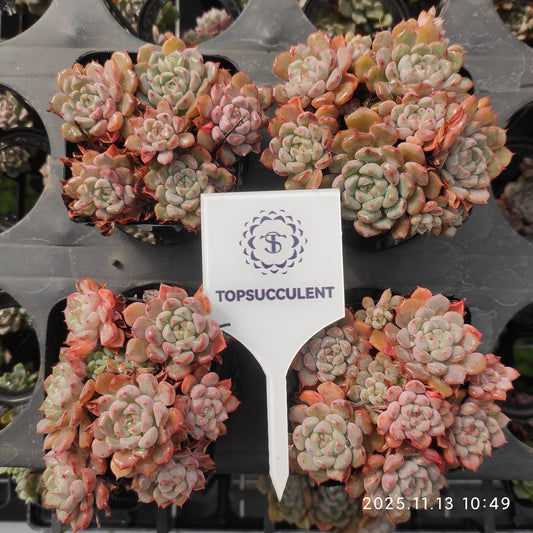 16366 キュートバブル（9cm pot）