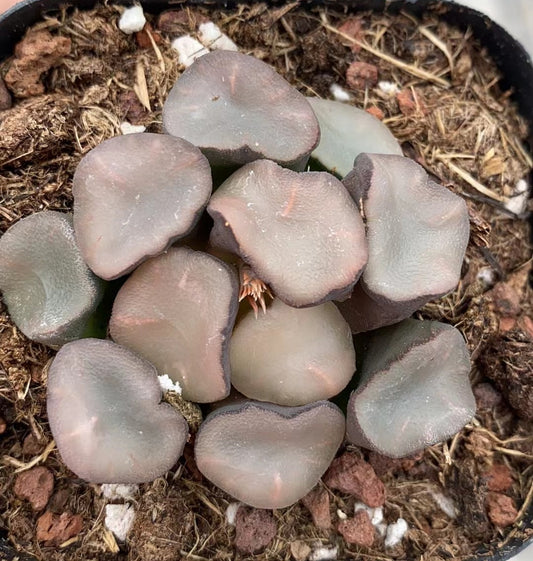 CS117 曇り硝子クモリガラス (7cm pot)