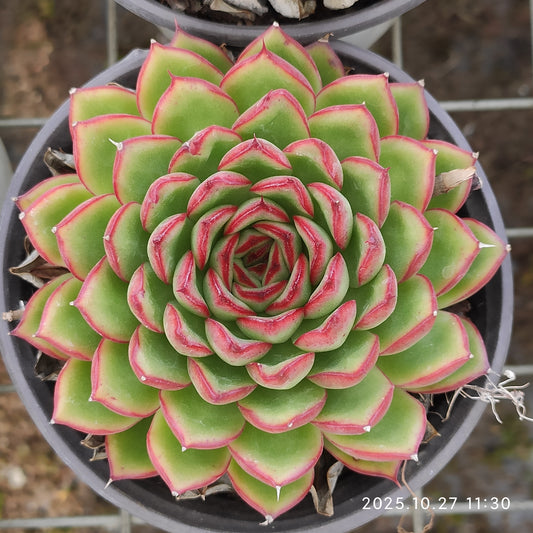 ZAJ013 ファイヤーフライ (12cm pot)