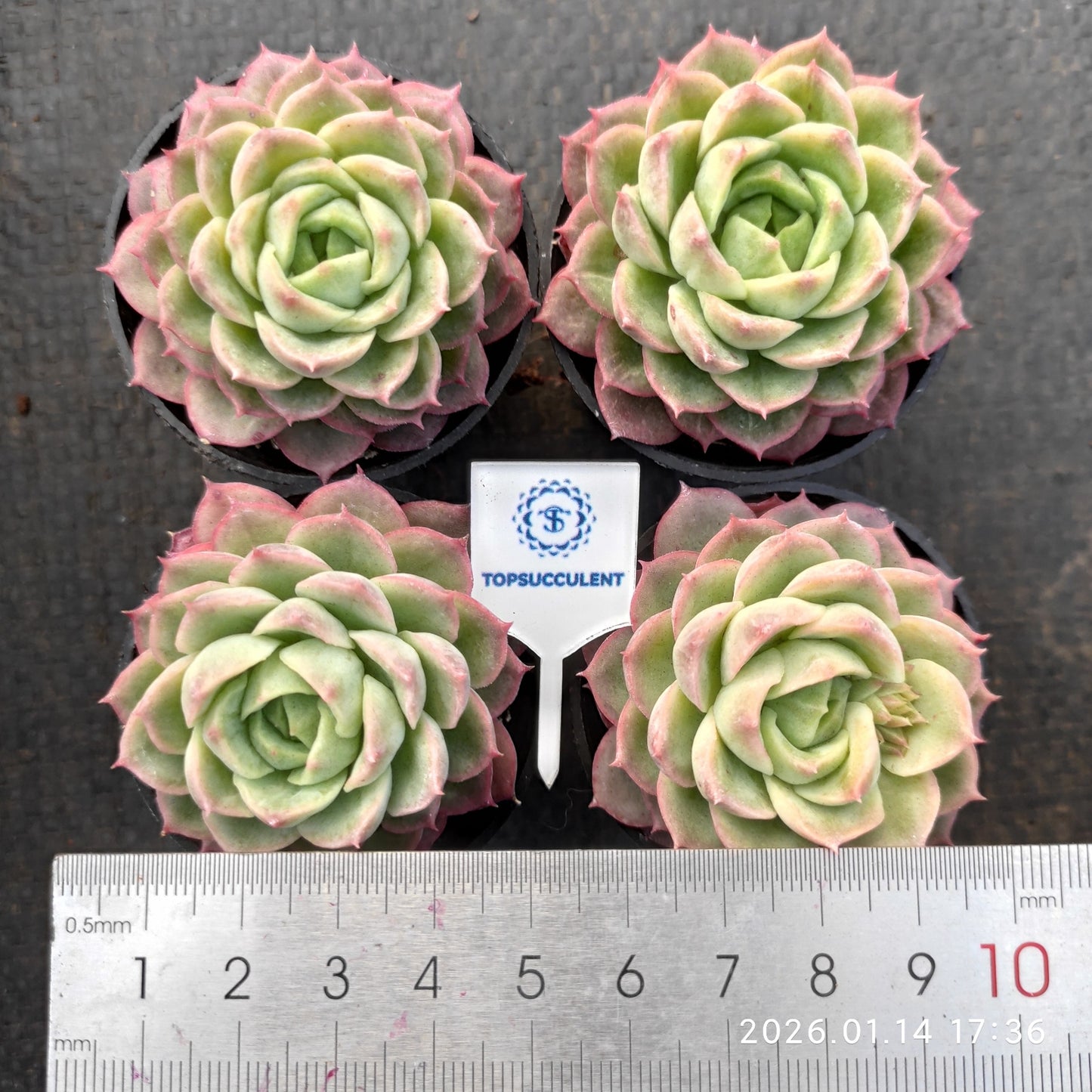 24773 ライム&チリ