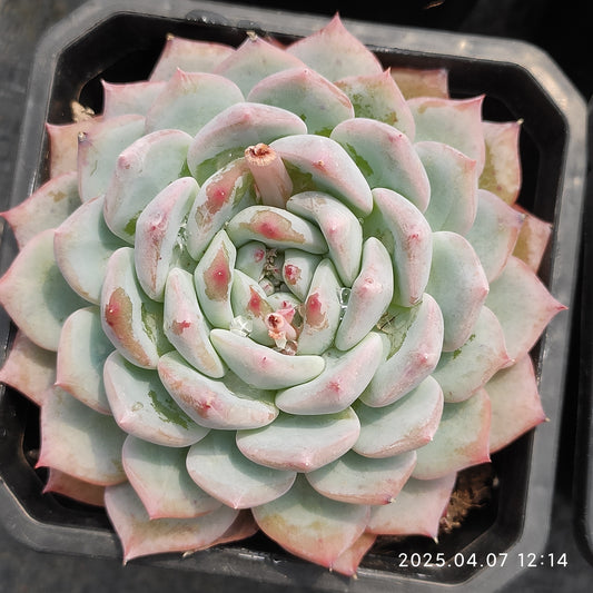 DQ047 ピンクダイヤモンド（9cm pot）