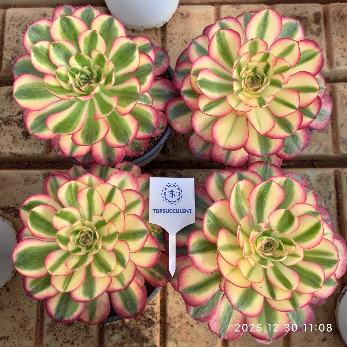 24038 アエオニウム ライチー