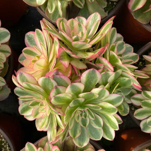 25785 ミリオン　ワイト