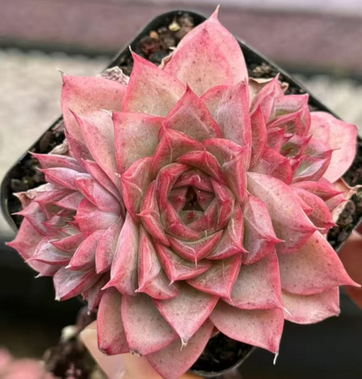 22635  ピーオニー　フェアリー（7cm pot）