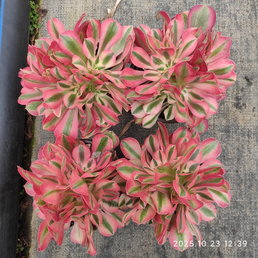 QZY014 アエオニウム　ウィッチ（12cm pot）