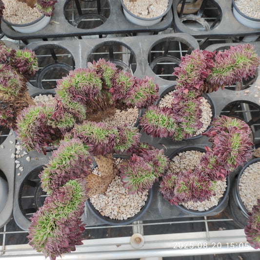 ON741 スカイ　ティーム 綴化（18cm pot）