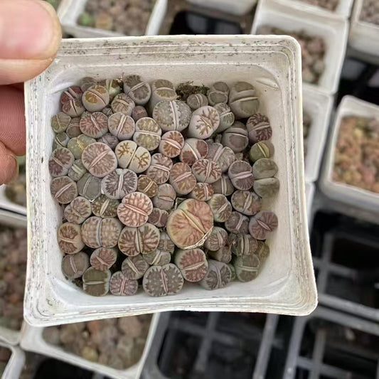 YNLH011-POT 菊章玉  (7cm pot)