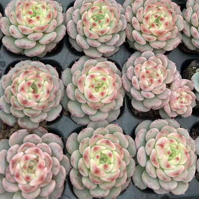 23513 キャンディー　ハートHyb（3cm pot）