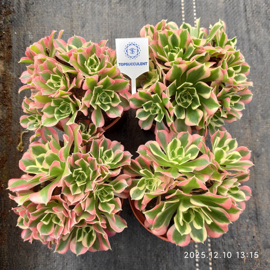 21826 アエオニウム リバーストーンズ（12cm pot）