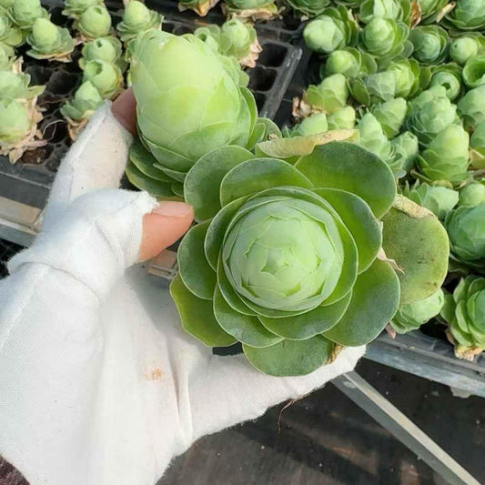 26676 アエオニウム  グリーノビア　エッグ