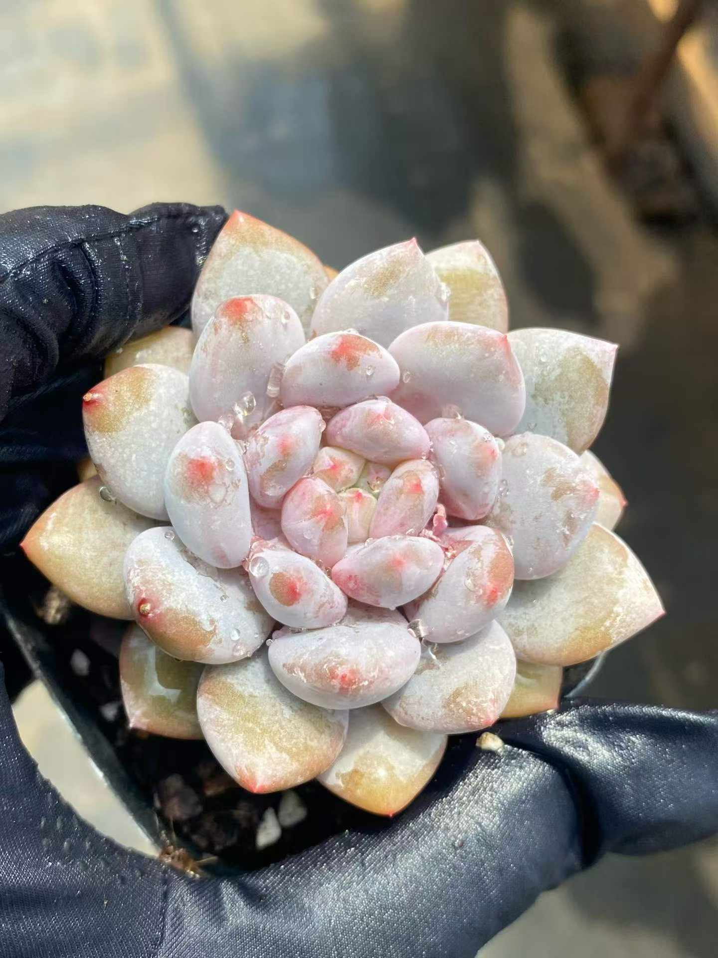 商品一覧 – Top Succulent®