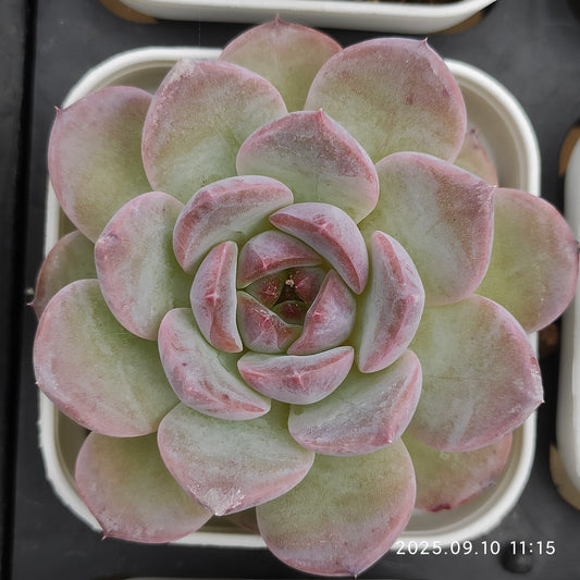 HG070 アメイジング　グレース x モンロー（7cm pot）