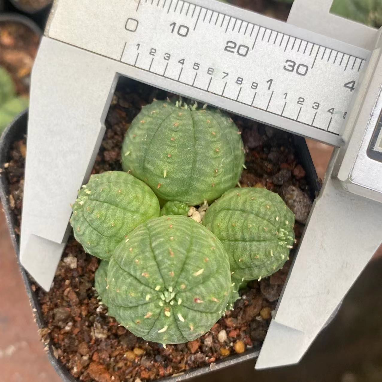 ZL614 オベサ（5cm pot）