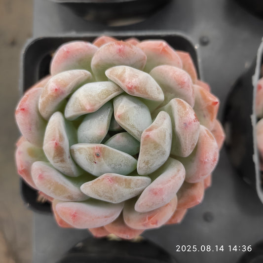 HM207 オレンジモンロー(7cm pot)