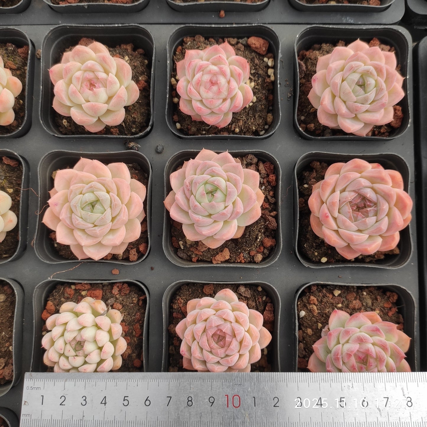 80512 クリームローズ Hyb（6.5cm pot）