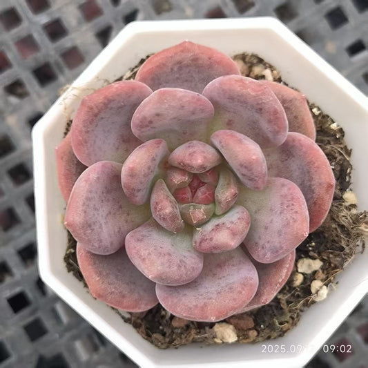 RDD003 アリエル（6.5cm pot）