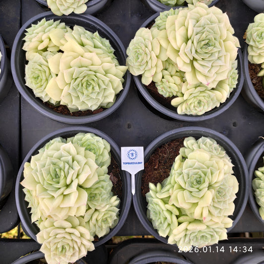 20050 ホワイトスワン（白鳥）