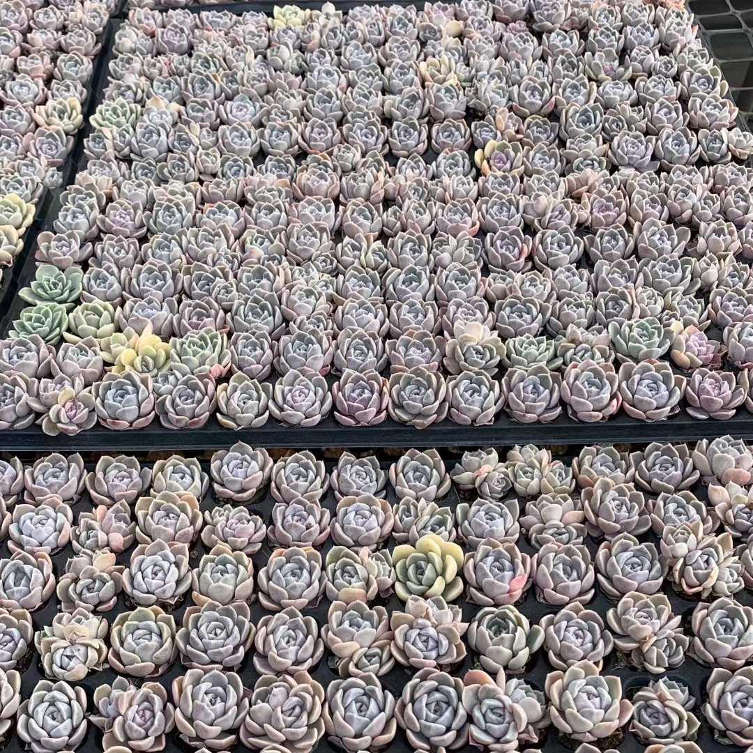 25404 タイニーバーガー