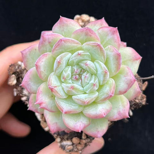 BL2040 コールド　スカーレト（7cm pot）