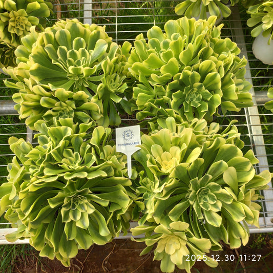 21297 アエオニウム グリーンビーンペースト