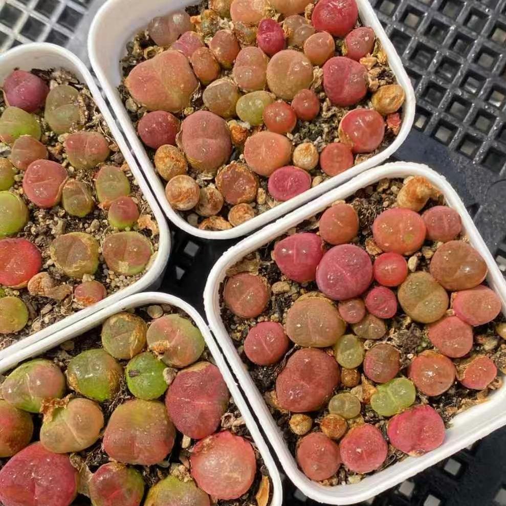 BL1656-POT コノフィツム　マウガニー（5cm pot）