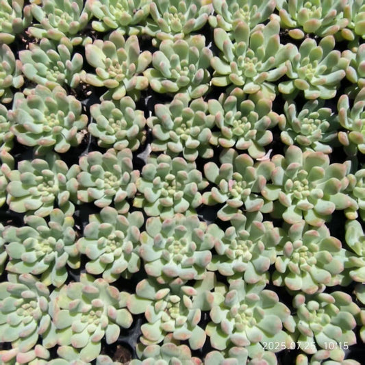 XS973 ブルーエルフ(4cm pot)